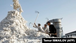 Узбекистан — один из крупнейших мировых производителей хлопка. Хлопок выступает важным элементом узбекской экономики