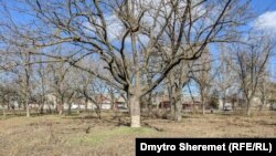 Бузковий парк в Херсоні, лютий 2023 року