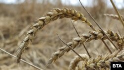 Illýustrasiýa suraty