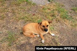 Люди підгодовують приблудних тварин