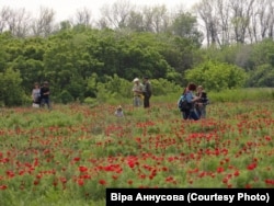 Воронець, ботанічна пам'ятка природи місцевого значення, Біловодський район Луганщини