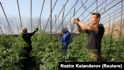 Китайские рабочие в Таджикистане