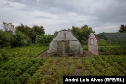 Farmers in Prymorske keep working despite shelling.
