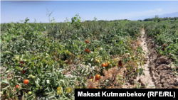 Жамбылдык дыйкан Аманбай Жумабаевдин помидор талаасы. 24-август, 2023-жыл