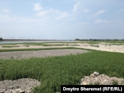 На дні Каховського водосховища ростуть трави, серпень 2023 року