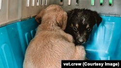 Врятовані під час потопу тварини на Херсонщині