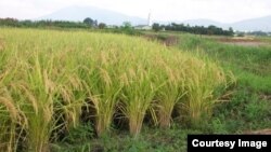 Şaly ekilen meýdan. Illýustrasýia suraty