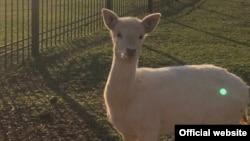 У заповіднику «Асканія- Нова»