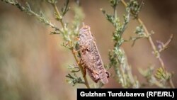  Кыргызстанда чегирткенин 50дөн ашык түрү кездешет.