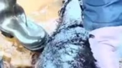 Погибший в нефтяном пятне дельфин.MP4