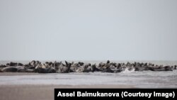 Каспийские тюлени на лежбище