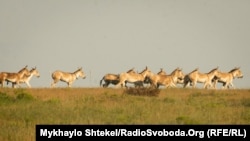 Ущерб от вывоза редких животных оценили в 85 миллионов 200 тысяч гривен – Госэкоинспекция