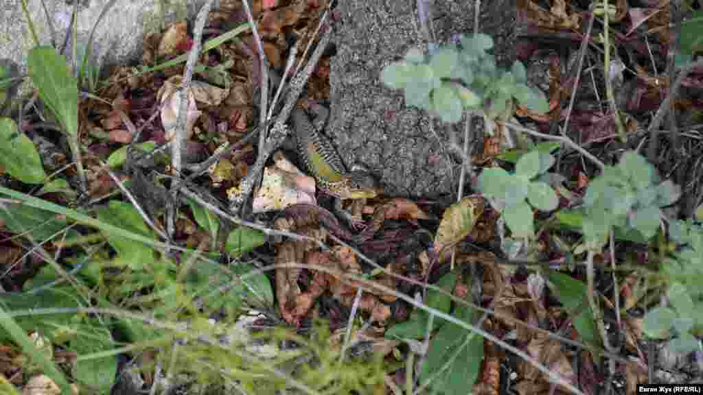 У середині дня ящірка вилізла погрітися під променями скупого осіннього сонця