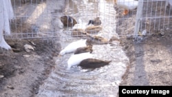 Утки в селе Ходжакурганча пробыли один день. После телевизионных съемок они пропали