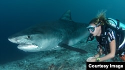 Ирина Британова, инструктор по безопасному погружению с тигровыми акулами, за работой