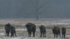 Зубры ў Белавескай пушчы, архіўнае фота