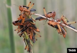 Через посуху на півдні спостерігається влітку нашестя сарани, яка псує врожай