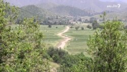 د خوست د باک ولسوالۍ ولس د زيتون د ونو پيوندولو غوښتنه کوي 