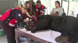 د ځنګلي ژويو د ساتنې ادارې په پنجاب کې يو يږ (ميلو) ژغورلی