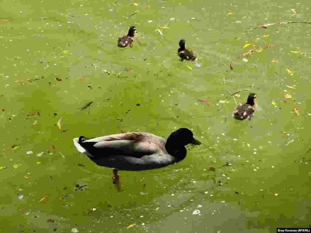 Появилось несколько выводков и у уток крякв. Утята радуют глаз посетителей парка, а вот уровень загрязнения воды вызывает обратные эмоции