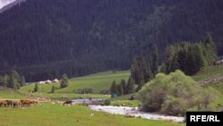 Альвеококкозду жайыт жерлерде жүргөн бөрү, түлкү, кемирүүчүлөр алып жүрөт. Адистер бул ооруну рак илдетине теңейт.