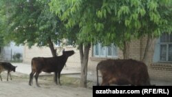 Illýustrasiýa suraty.