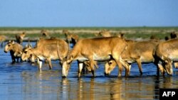 Су ішіп жатқан киік. Алматы облысы, 18 қаңтар 2011 жыл.