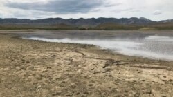 Бугаз зарос водорослями