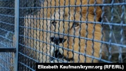 Ялта. Зоопарк «Сказка». Ялта. Лев із зоопарку, 2016 рік