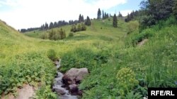 Курорт «Кок-Жайляу» потребует строительства системы оснежения, но водные ресурсы для этого там весьма скудные. Лишь несколько небольших ручейков, стекающих с северных склонов Кумбеля. Вероятно, вода будет переброшена из других ущелий по трубам. Для накопления воды планируется построить крупный резервуар. Гражданские активисты считают, что он может рано или поздно спровоцировать селевой поток, который обрушится и на курорт, и на всё, что расположено ниже него по ущелью. На фото — один из этих ручьев. 9 июля 2017 года.