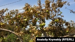 Яблуня у кримському селі Перекоп, архівне фото