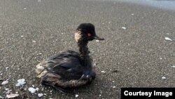 Птах, забруднений мазутом. Ілюстративне фото