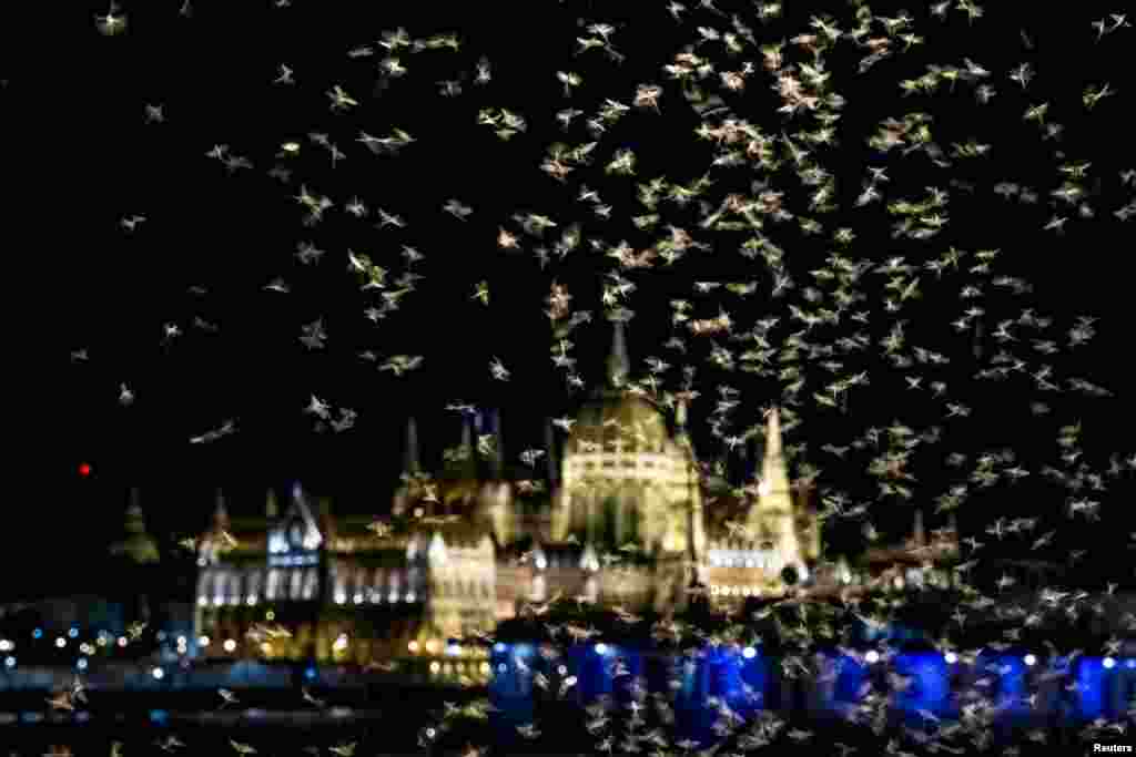 Майские мухи (поденки) роятся вокруг уличных фонарей со зданием венгерского парламента на заднем плане, недалеко от реки Дунай в Будапеште, Венгрия, 26 июля 2025 года. REUTERS/Marton Monus