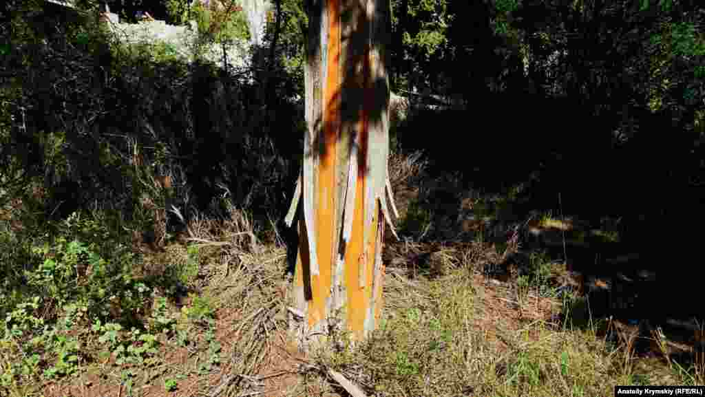 На кипарисах, что растут на кладбище, неизвестные обдирают кору. По словам местных жителей, это делается специально, чтобы дерево со временем погибло и его можно было спилить под корень