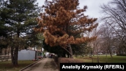 Зів'ялі сосни у парках і скверах міста, Армянськ, Крим, 12 лютого 2019 року