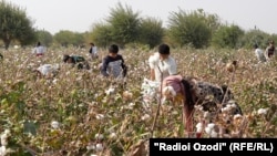 Мактаббачагони деҳаи Сафедтеппаи ноҳияи Спитамени вилояти Суғд дар пахтазор.