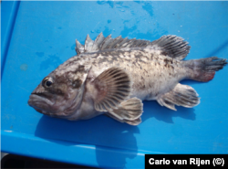 Корейський окунь (Sebastes schlegelii)