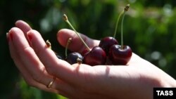 Кримська черешня, архівне фото