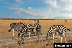 В течение первого года полномасштабного вторжения оккупанты не вмешивались в работу украинской администрации заповедника