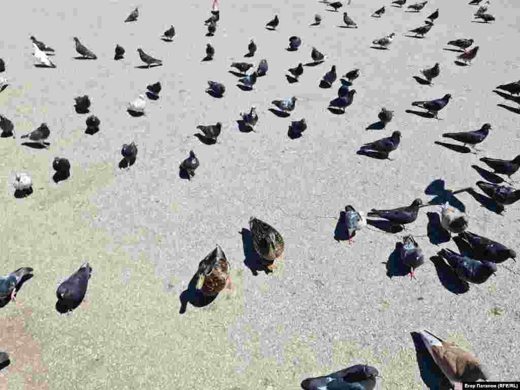 Утки присоединяются к голубям, чтобы вместе с ними получать угощения от посетителей Гагаринского парка, Симферополь, Крым
