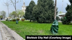 Тамчылатып сугаруучу каптар.