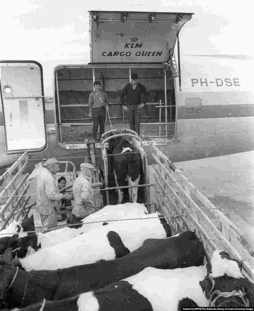 1965 рік. Ізраїльських молочних корів вантажать на борт літака, що переправить їх до Ірану.Ізраїль мав свою вигоду від іранської нафти, а Тегеран переймав досвід Ізраїлю в сільськогосподарських і військових технологіях