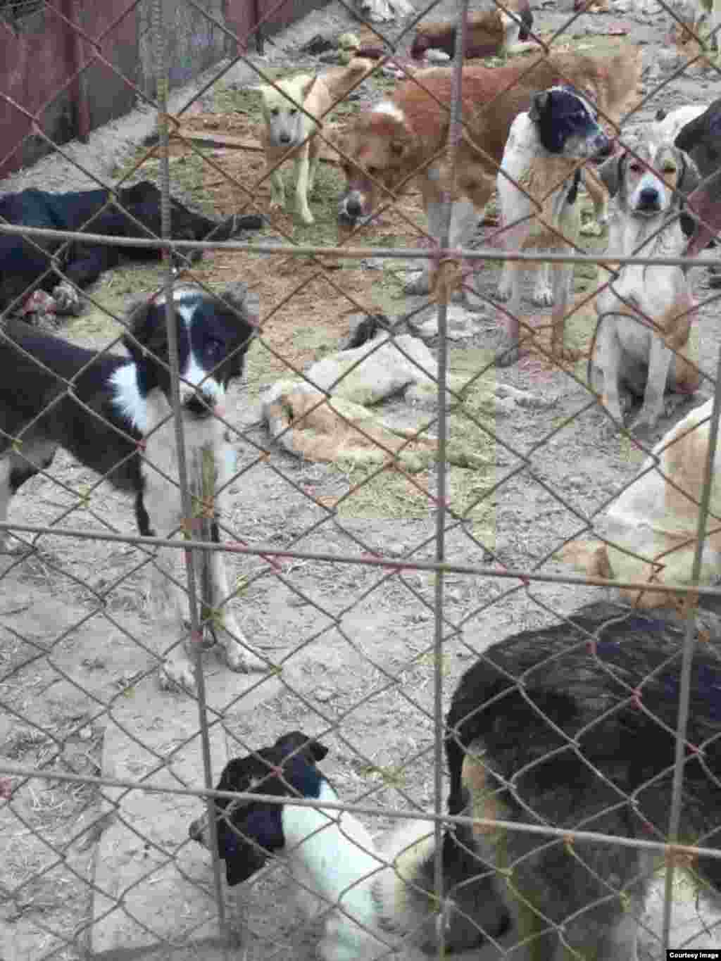 Место сбора отловленных бездомных животных в Гяверс