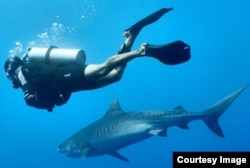 Никита Корнилов - один из сефти шаркдайверов в команде Tiger Shark Profi