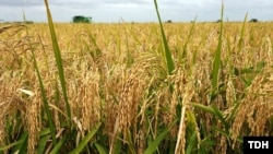 Daşogyzdaky şaly meýdany. 