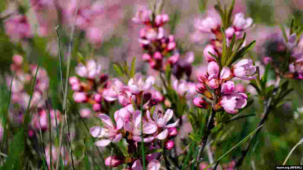 Одновременно близ Лялель-Оба распускается волчеягодник обыкновенный. Все части растения содержат опасные токсины, а зрелая ягода является самой большой угрозой. Всего десять ягод приводят к серьезному отравлению, которое может закончиться трагически