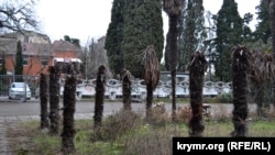 Загиблі пальми у Мордвинівському парку Ялти, 29 грудня 2021 року