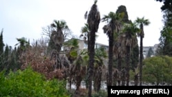 Поодинокі пальми, що вижили в Мордвинівському парку Ялти, грудень 2021 року