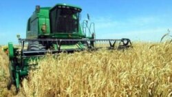 Türkmenistan dabara bilen bugdaý ekýär, daýhanlar 'kömege mätäç'