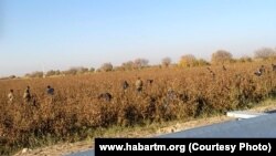 Хлопковое поле (архивное фото) 